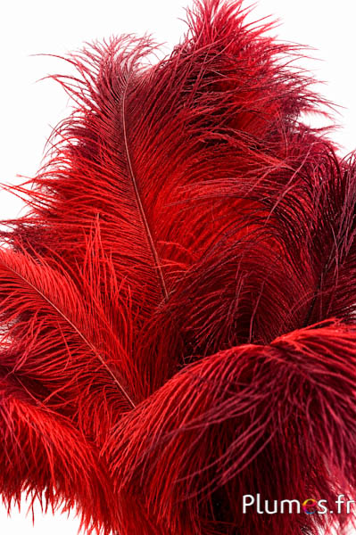 Struisvogel - 30-40 cm - rood-bordeaux